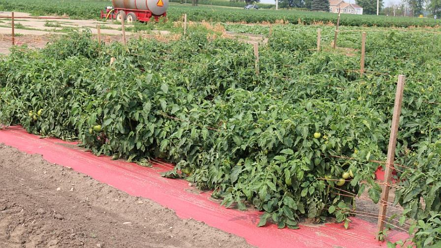 Red mulch on tomatoes at Von Bergen's Country Market