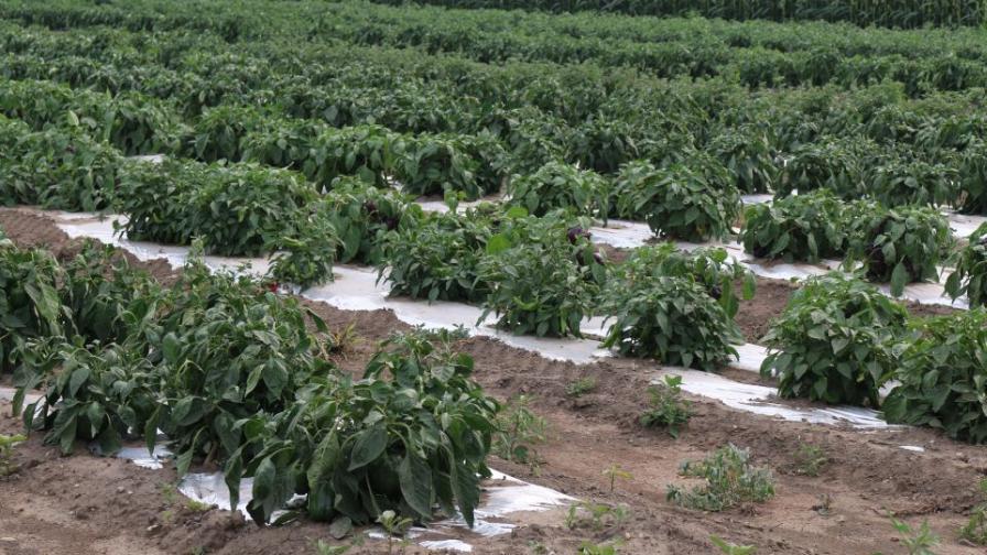 Silver mulch on peppers at Von Bergen's Country Market