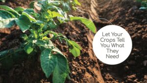 Let Your Crops Tell You What They Need