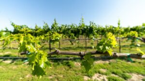 California Grape Rootstock Commission Fuels 5 New Research Projects