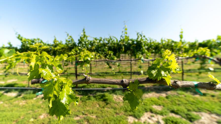 California Grape Rootstock Commission Fuels 5 New Research Projects