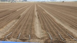 Drip Irrigation Capability on the Rise for Vegetable Growers