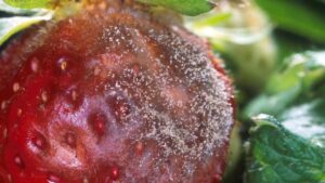 Researchers Find a New Way To Mitigate Gray Mold in Food Crops