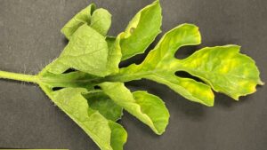 2 Mystery Plant Viruses a New Worry for Watermelon Growers in Florida