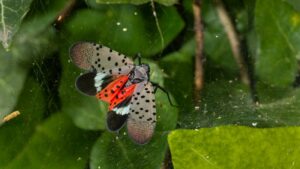 Good Vibrations: The New Buzz About What’s Shaking up Spotted Lanternfly