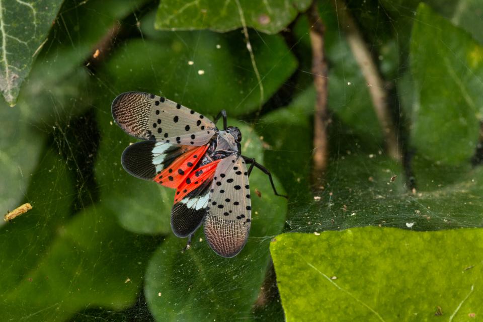 Spotted lanternfly