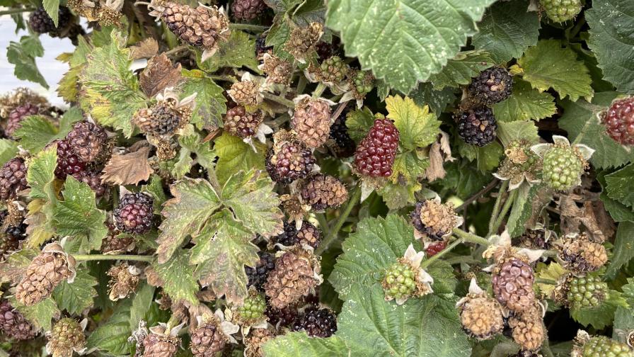 Heat-damaged Black Diamond blackberries