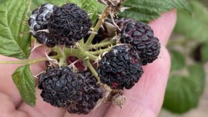 PNW Fruit Growers Speak Out About Lasting Effects of Historic Heat Wave