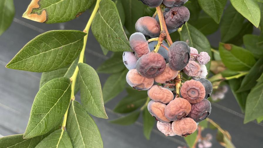 Historic Heat Wave Still Has PNW Berry Growers Feeling the Burn