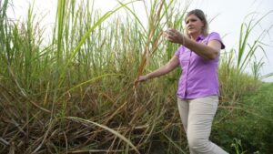 Hurricane Ida Toll on Louisiana Ag Adds up to More than Half Billion in Damages