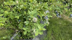 Fertilizer Done Right: Feed the Need of Your Blueberry Crops