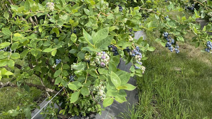 What To Know About Pulsed Irrigation and Its Potential for Berries