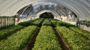 A Big Dill! Duncan Family Farms Launches New Organic Herb Line