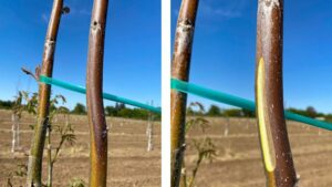 Why Walnut Growers Need to Prepare for a Fall Freeze Now