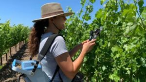 California Coastal Grape Growers Can Use Less Water During Drought