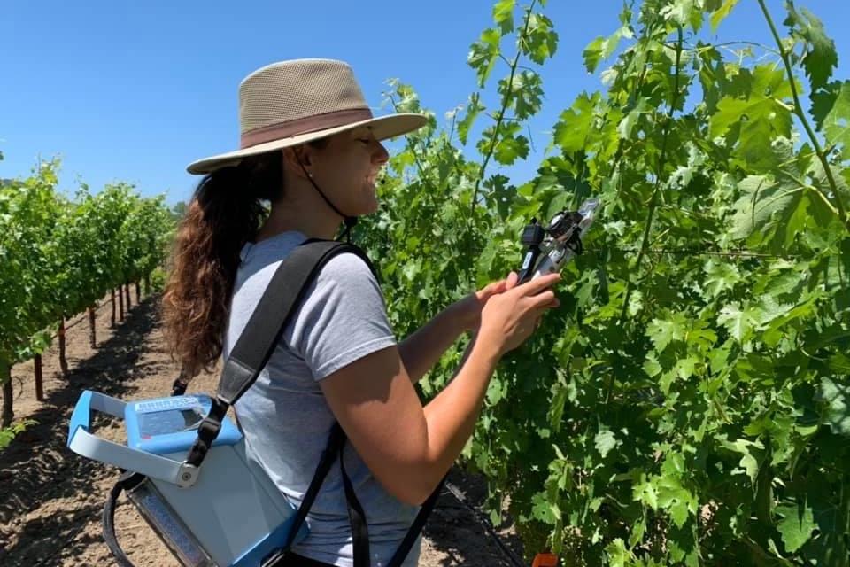 California Coastal Grape Growers Can Use Less Water During Drought