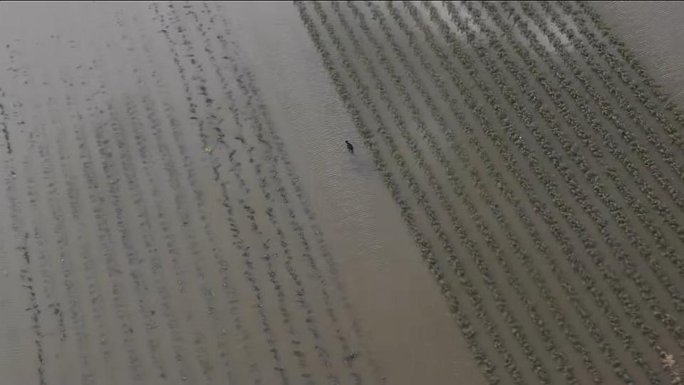 Got Flooded Crops? Here Are Some Factors To Consider