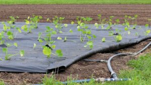 Impossible Thinking Can Yield Positive Results on the Farm