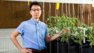Want More and Bigger Tomatoes? Look To the Genes