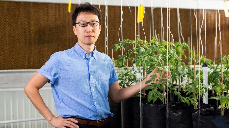 Want More and Bigger Tomatoes? Look To the Genes