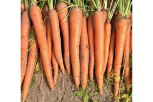 Orange Blaze (Vegetables by Bayer, Seminis Vegetable Seeds, Stokes Seeds Inc.)