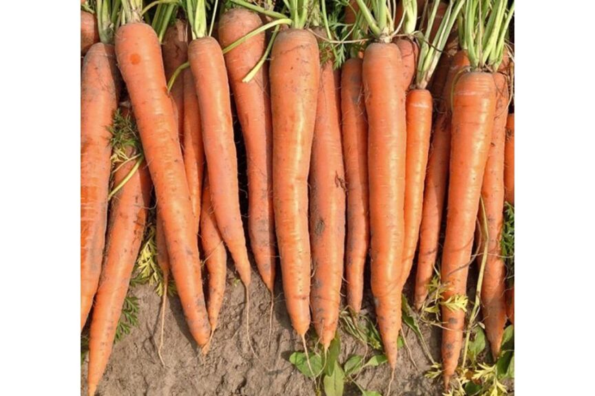 Orange Blaze (Vegetables by Bayer, Seminis Vegetable Seeds, Stokes Seeds Inc.)