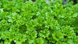 Growers Issue Two Different Parsley Recalls This Week