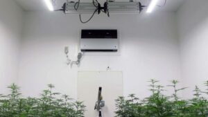 Scientists Shed Some New Light on Growing Hemp in Florida