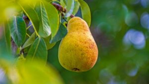 Best in a Decade? Northwest Pear Growers Eye 16 Million Carton Crop