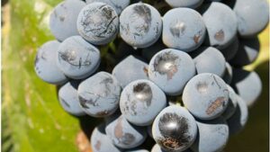 Growing Organic Produce Profitably Requires a New Tack