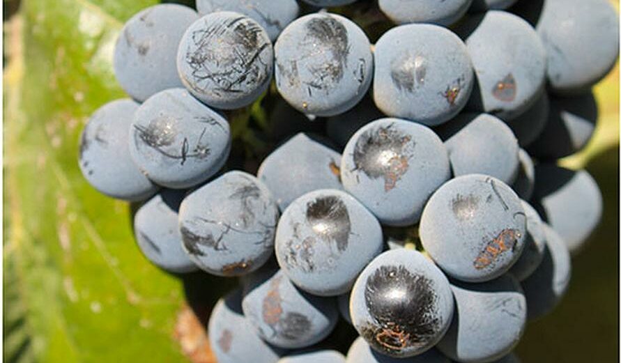powdery mildew on Alicante grapes