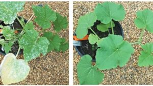Plant Health 101: Silicon Has a Big Impact on Crops