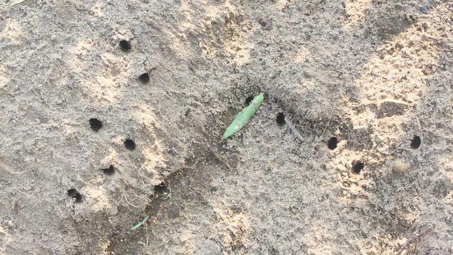 Exit holes in the soil from Asiatic garden beetles
