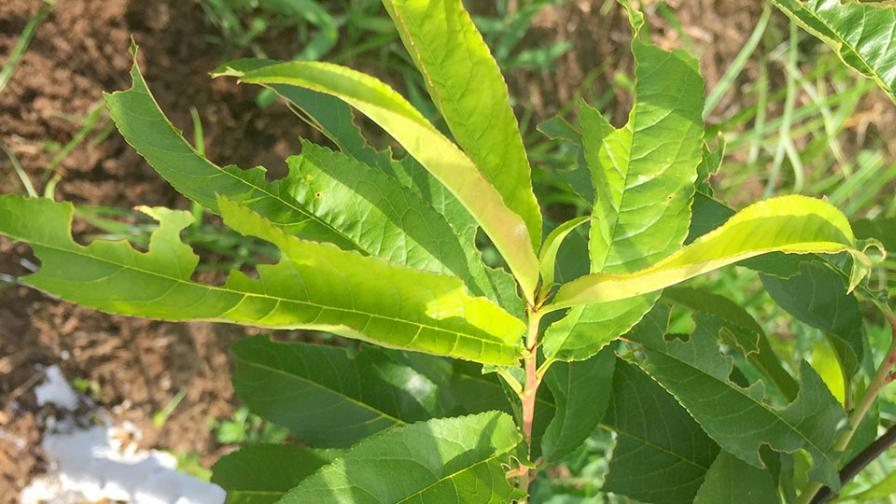 Foliage damage from Asiatic garden beetles