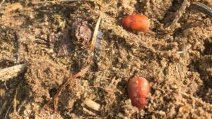 Asiatic Garden Beetle Is a Puzzling New Pest for Stone Fruit Growers