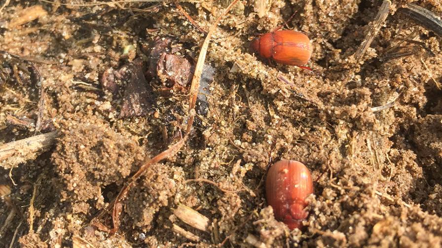 Asiatic Garden Beetle Is a Puzzling New Pest for Stone Fruit Growers