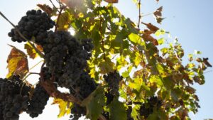 ‘Two-Buck Chuck’ Wine Grower Passes Away