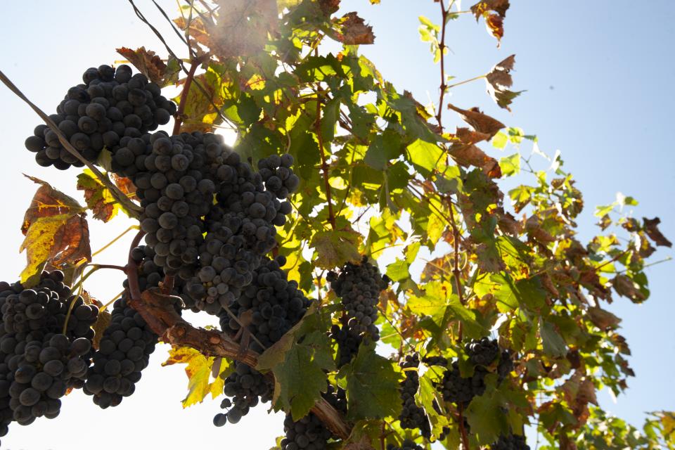 ‘Two-Buck Chuck’ Wine Grower Passes Away