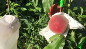 Letting a Healthy Peach Crop Out of the Bag – Literally