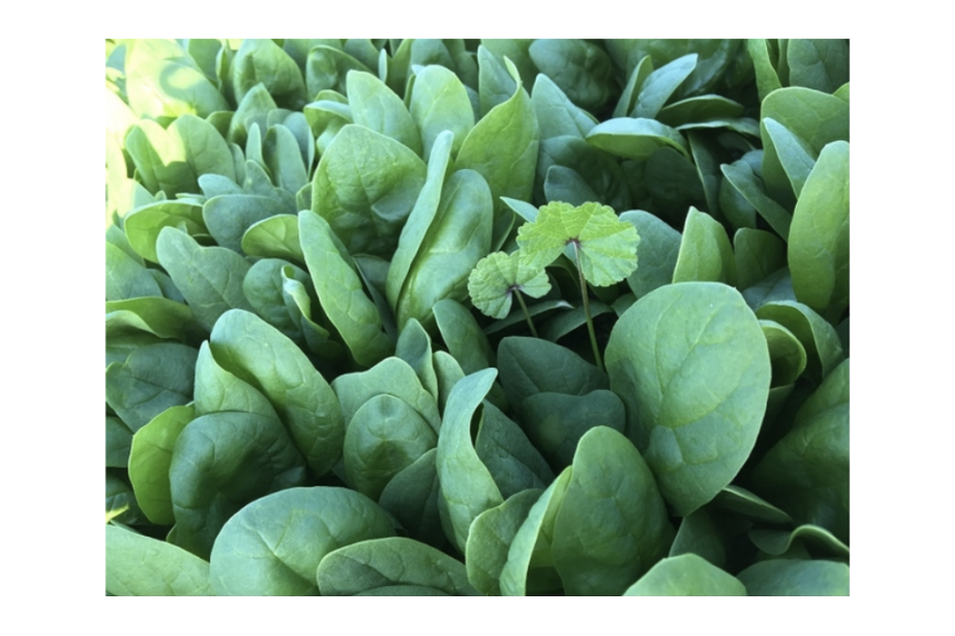 Healthy Malva in Untreated plot