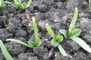 A 2.0 pint Spin-Aid morning application (note the burn on tips of cotyledons)