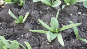 For Spinach, Weed Control Timing Is Everything