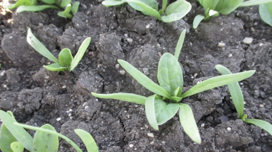 For Spinach, Weed Control Timing Is Everything
