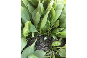 Stunted Malva In Spin-Aid Treated Plot