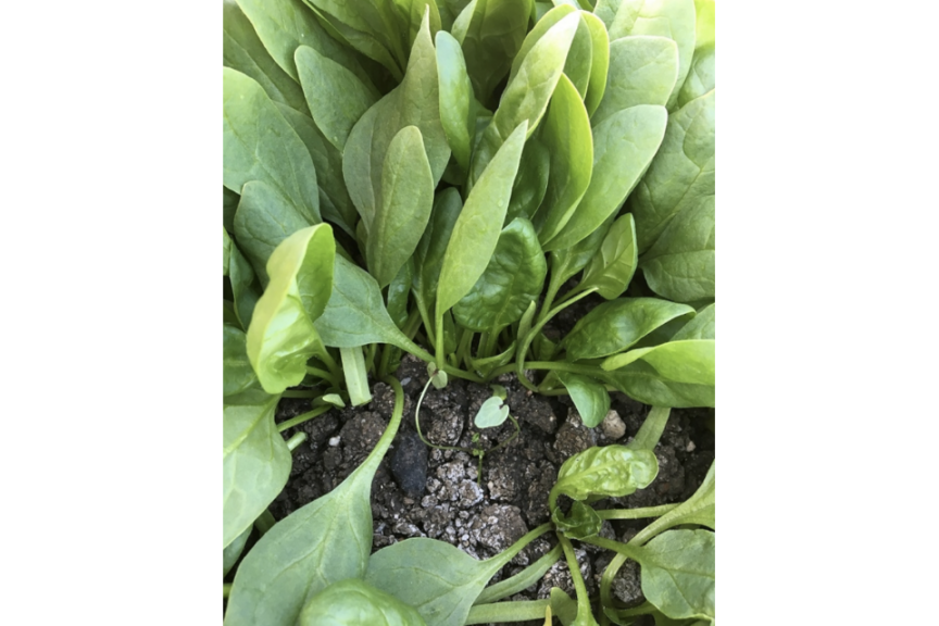 Stunted Malva In Spin-Aid Treated Plot