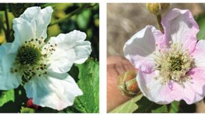 Why It’s Been an Unusual Growing Year for Blackberries in the South