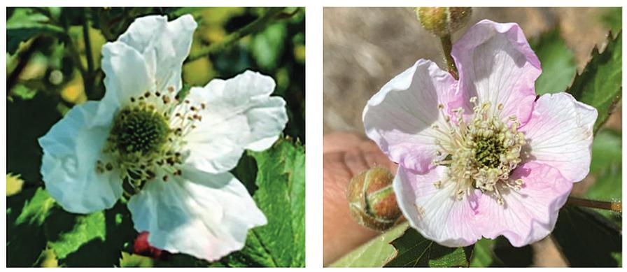 side by side of blackberry blooms affected by cold damage