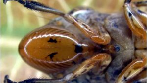 Legislators Lobby for More Help To Combat Grape Pest