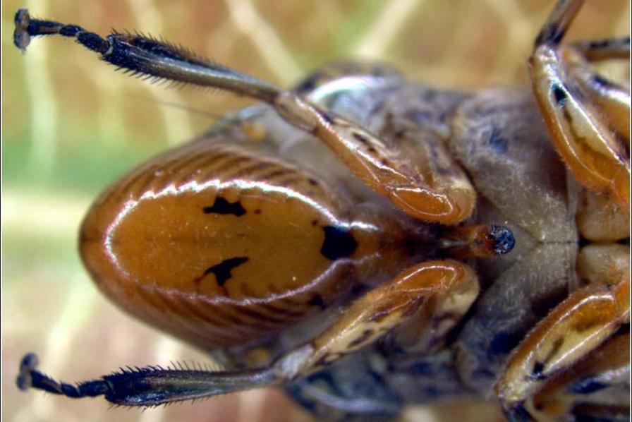 Legislators Lobby for More Help To Combat Grape Pest