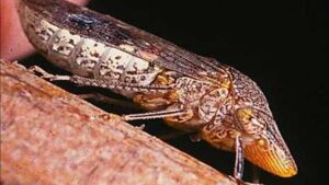 Traps Catch Glassy-Winged Sharpshooter Infestation in Northern California